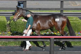 Curraghmore's sale-topping filly Mongolian Beauty (Lot 371) sells for $180,000 to Andrew Williams Bloodstock. Photo: Trish Dunell